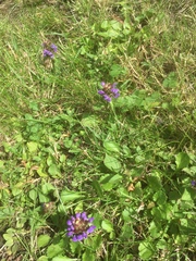 Prunella vulgaris