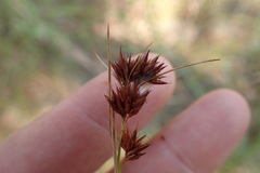 Rhynchospora glomerata