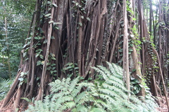 Ficus kerkhovenii