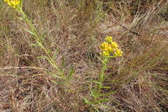 Solidago nitida