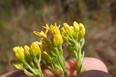 Solidago nitida