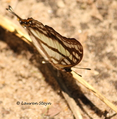 Polyura zoolina