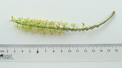 Notylia pubescens