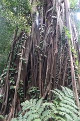 Ficus kerkhovenii