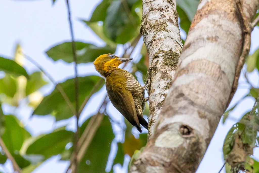 Golden-green Woodpecker (Golden-green)