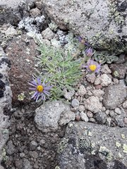 Erigeron pygmaeus