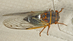Diceroprocta cinctifera