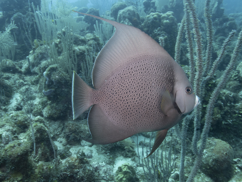 Angelfish (Pomacanthus arcuatus) — Pomacanthidae