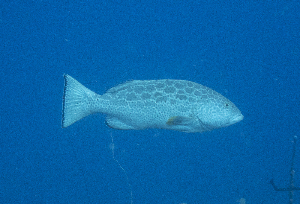 Arigua (Mycteroperca venenosa) — Serranidae