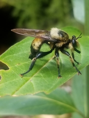 Laphria grossa