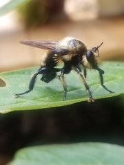 Laphria grossa