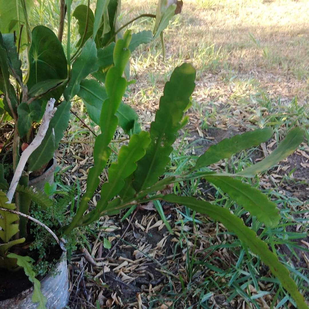 Imagem de Cacto-orquídea