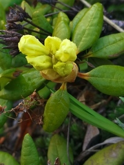 Rhododendron aureum