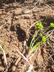 Pachydactylus geitje