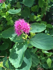 Spiraea splendens