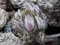 Astragalus austiniae