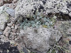 Astragalus austiniae