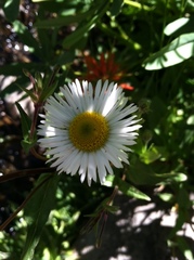 Erigeron coulteri