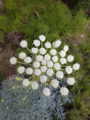 Seseli gummiferum