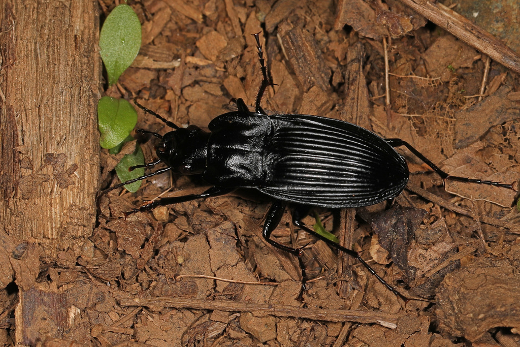 Dicaelus ambiguus