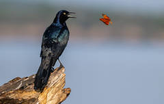 Boat-Tailed Grackle photo 5