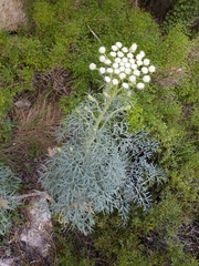 Seseli gummiferum