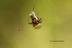 Araneus apricus