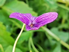 Viola kamtschadalorum