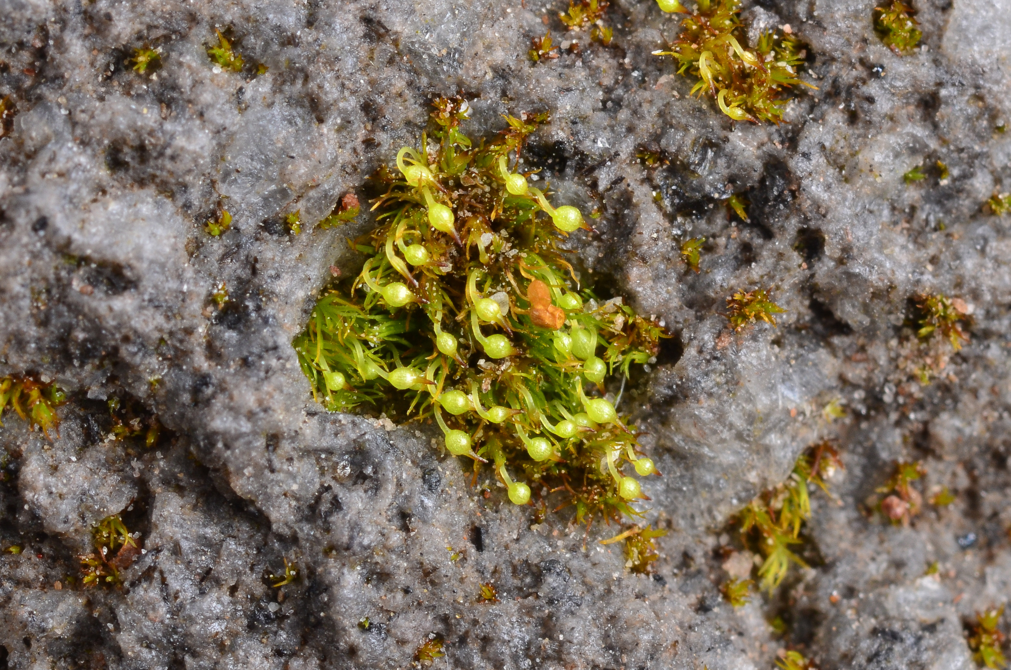 Brachydontium olympicum