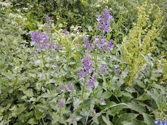 Nepeta grandiflora