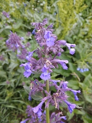 Nepeta grandiflora