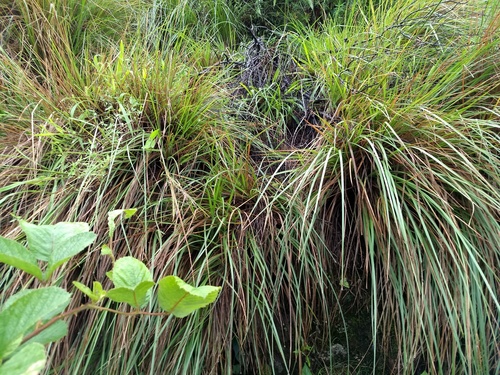 Chrysopogon nodulibarbis