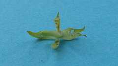 Notylia pubescens