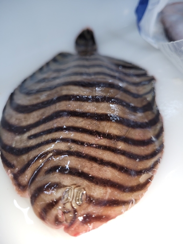 Flabby sole (Gymnachirus nudus) — Achiridae — 2