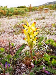 Pedicularis oederi