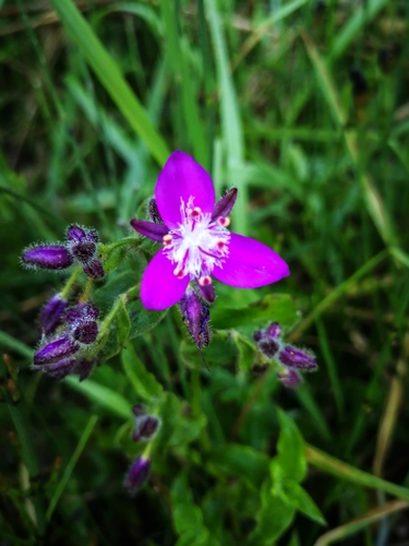 Elasis hirsuta (Elasis hirsuta)