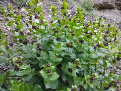 Vincetoxicum funebre