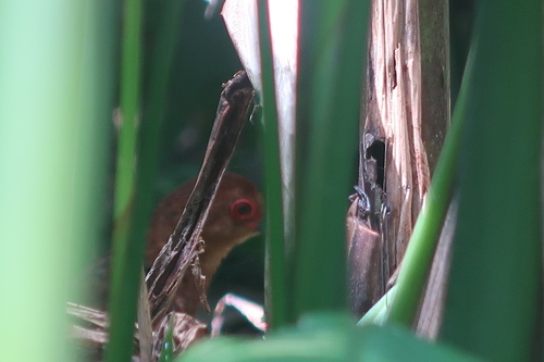Rallina fasciata