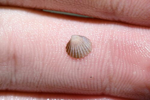 Pleuromeris zelandica, 2024-09-21
