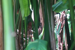 Rallina fasciata
