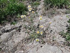 Erigeron eatonii