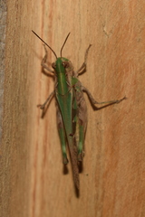 Oedaleus abruptus