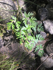 Conioselinum