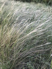 Aristida junciformis