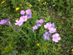 Linum hypericifolium