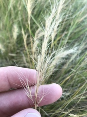 Aristida junciformis
