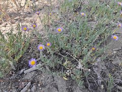 Symphyotrichum campestre
