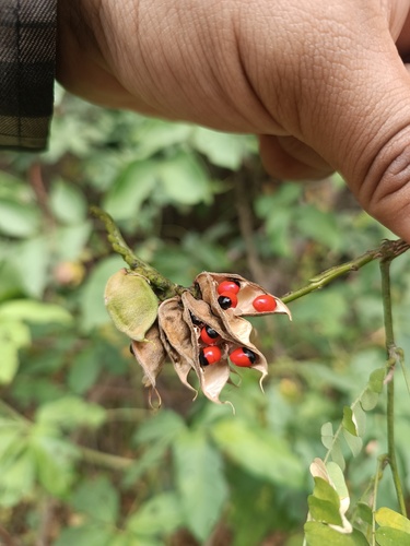 Rosarypea (Abrus precatorius)