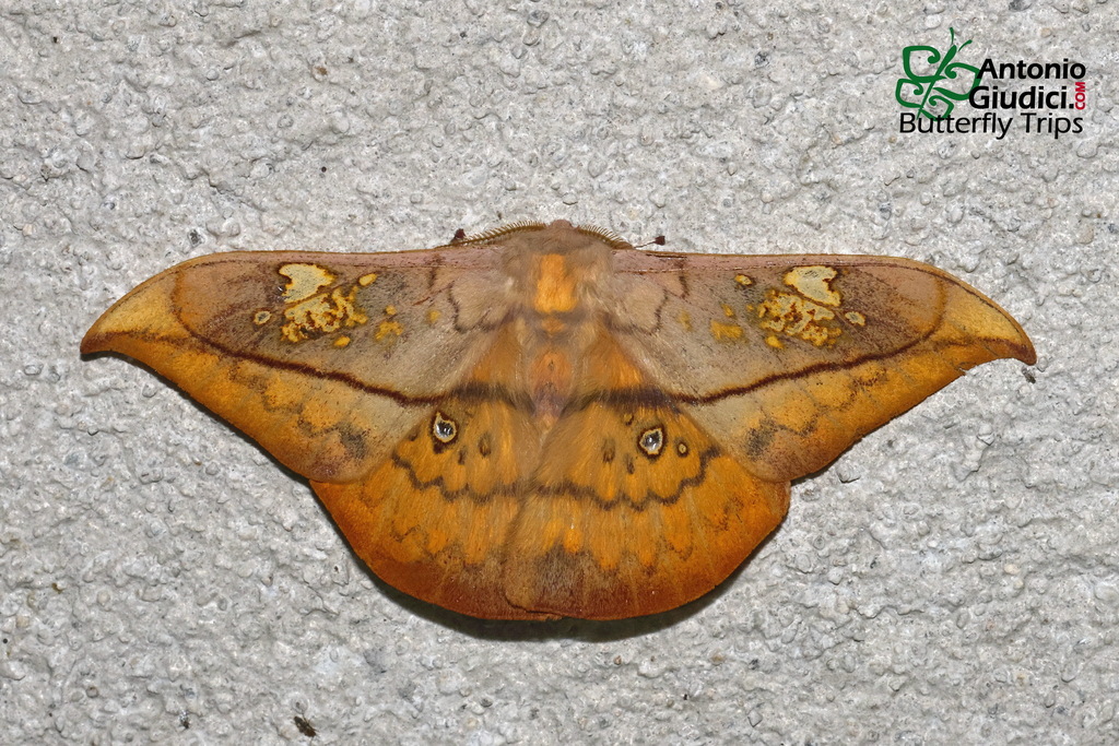 Solus drepanoides