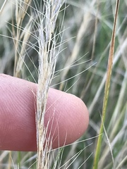 Aristida junciformis